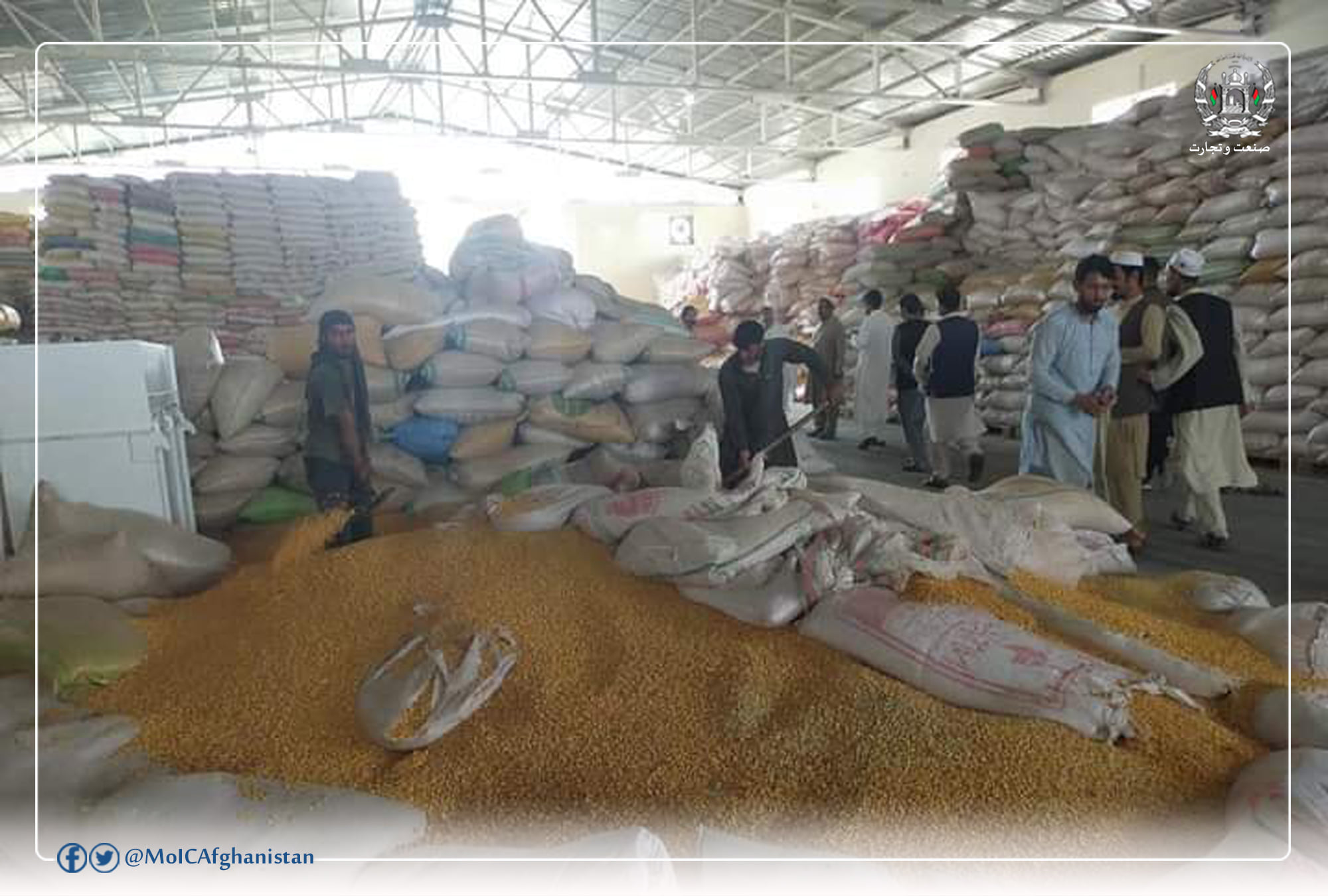 Five chicken grain factories were established in Nangarhar